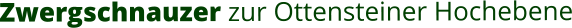 Zwergschnauzer zur Ottensteiner Hochebene