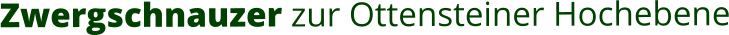 Zwergschnauzer zur Ottensteiner Hochebene