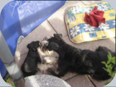 Agrippina als Welpe, V: Ole v. Dreieckshof M: Artlöhrs Uriella